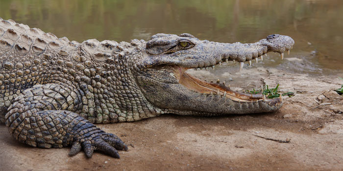 Q: Which ‘reporting crocodile’ will be nearest the canoe in 2017?